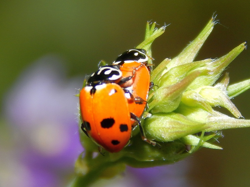 Serie di Coccinellidae del Parco del Ticino